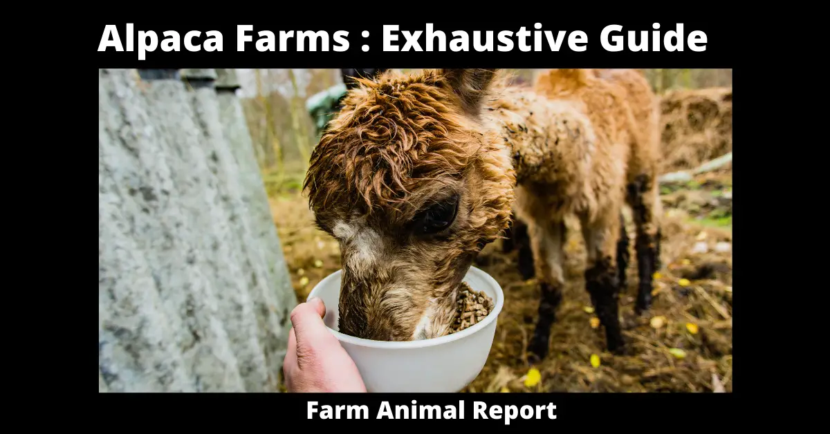 Alpaca Farms : Exhaustive Guide