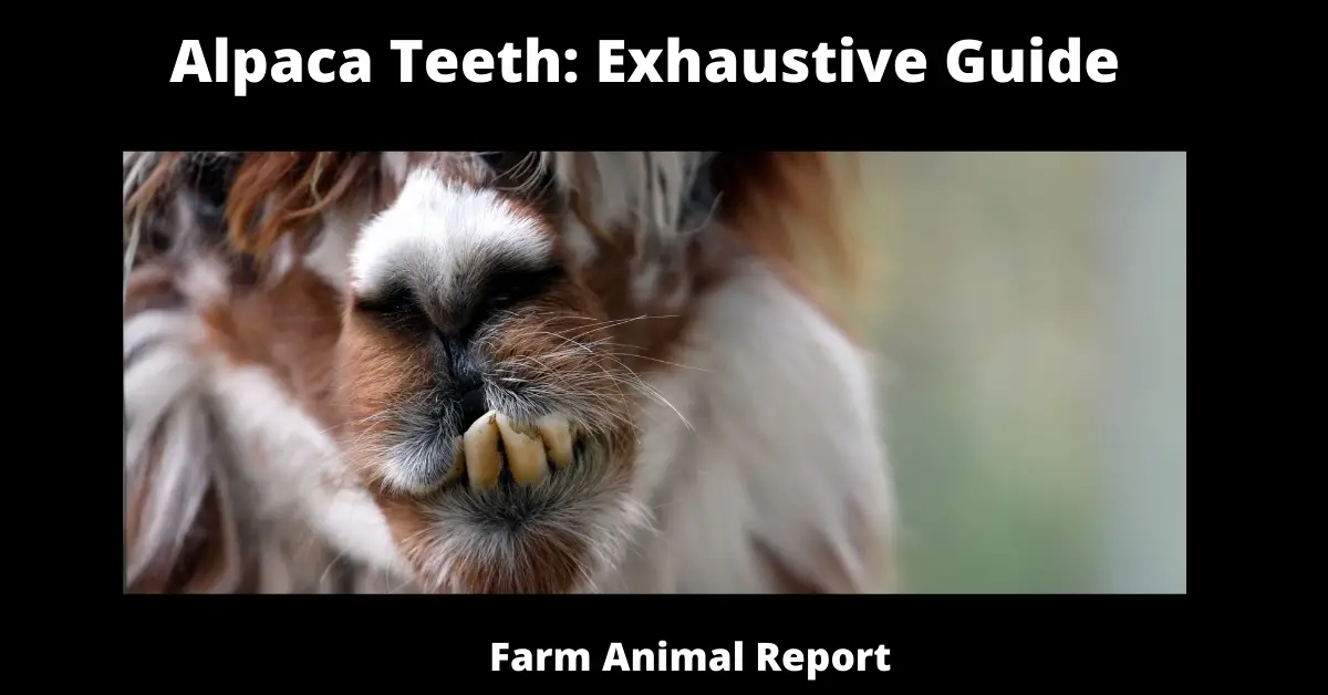Alpaca Teeth: Exhaustive Guide