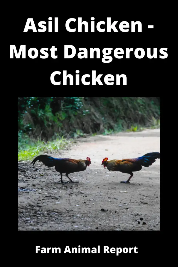 Henrietta Chicken Breed - Most Dangerous Chicken {VIDEOS} 2