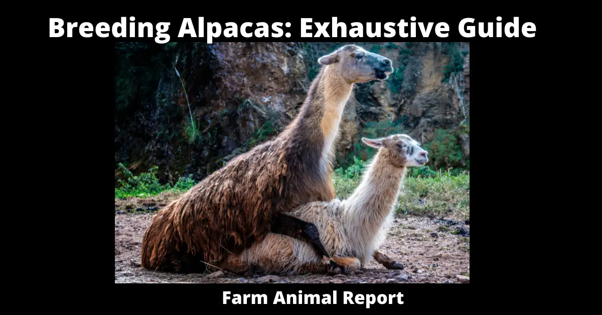 Breeding Alpacas: Exhaustive Guide
