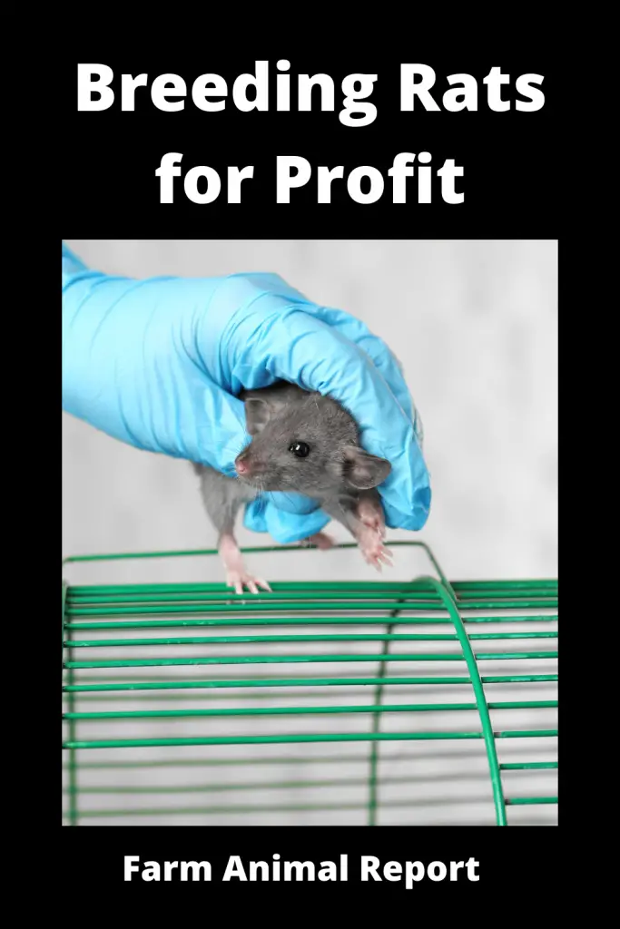 Breeding Rats for Profit - 2 = $15,000 One Year 5