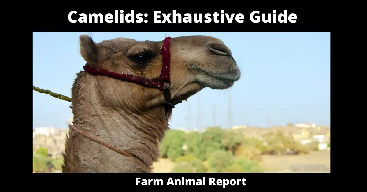 Camelids: Exhaustive Guide