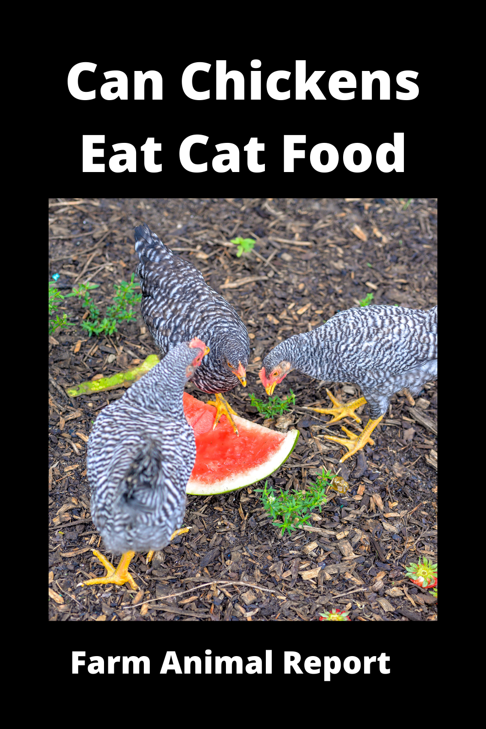 Bulk Up Can Chickens Eat Cat Food? (2024)