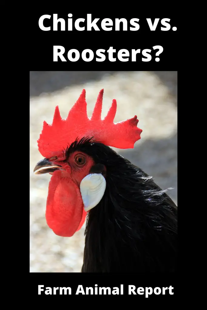 Chickens vs Roosters What's the *DIFFERENCE* 1