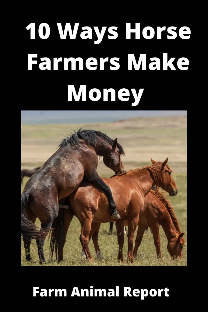 9 Ways Horse Farmers Make Money. 3