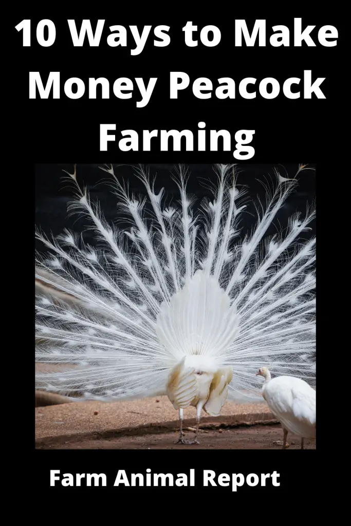peacock farming - If you're thinking about starting a peacock farm, there are a few things you'll need to take into account. Here are 7 key tips:

1. Location is key. You'll need to find a piece of land that's suitable for peacock farming. The land should be flat and well-drained, and it should have access to plenty of water.

2. Build a strong fence. Peacocks are flighty creatures, and they're known for escaping from their enclosures. A strong fence will help to keep your peacocks contained.

3. Create a spacious enclosure. Peacocks need room to roam, so make sure your enclosure is large enough to accommodate them.

4. Plant plenty of food. Peacocks are omnivorous, so you'll need to provide them with a variety of foods, including fruits, vegetables, and insects.

5. Offer shelter from the sun and rain. Peacocks needs somewhere to escape the harsh elements, so make sure your enclosure includes a shelter or two.

6. Keep an eye on the weather forecast. extreme temperatures can be dangerous for peacocks, so be sure to monitor the forecast and take steps to protect your birds if necessary.

7. Have patience! It takes time for peacocks to reach maturity, so don't expect overnight success with your farm. With a little time and effort, though, you can build a thriving business raising these beautiful birds.