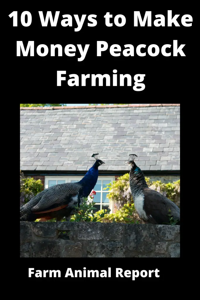 peacock farming = Peacock farming is a great way to get started in the poultry business. Peacocks are beautiful, exotic birds that are loved by many. And, because they are not commonly raised for meat, there is a higher demand for them. If you're thinking about starting a peacock farm, here are 7 things you need to know:

1. Peacocks require a lot of space. They are active birds and need room to roam. A good rule of thumb is to provide at least 10 square feet of space per bird.

2. Peacocks are noisy birds. If you live in a neighborhood with close neighbors, peacock farming might not be for you.

3. Peacocks are relatively easy to care for. They are hardy birds and don't require special feeding or housing requirements. However, they do need access to plenty of water and a dust bath area.

4. Peafowl can live for up to 20 years, so you'll need to make sure you have the space and commitment to care for them long-term.

5. Peafowl are social creatures and do best when kept in pairs or small groups. So, plan on having at least 2 peacocks per breeding group.

6. Peacock eggs take about 28 days to hatch. Once the chicks hatch, they will need to be kept in a brooder until they are old enough to be moved outside.

7. The majority of peacocks sold are males (since they are the more colorful of the two sexes). If you want to sell both sexes, you'll need to purchase additional females or build separate housing for them.