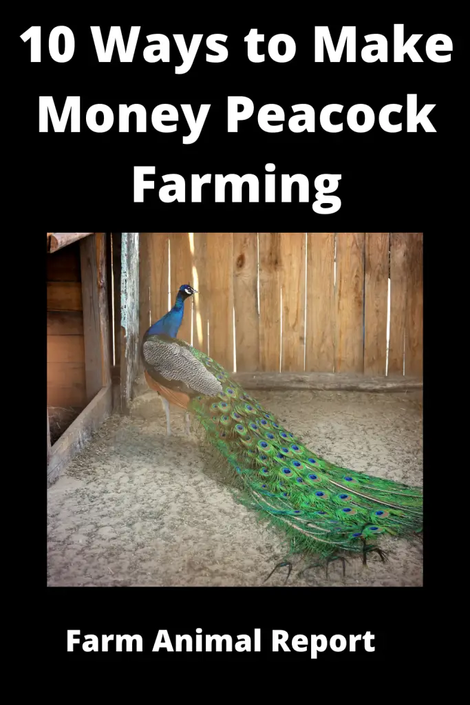 peacock farming - If you're thinking about peacock farming, there are a few things you need to know. First of all, peacocks are very beautiful birds, and their feathers are in high demand. Secondly, they require a lot of space - at least 1,000 square feet per bird. Thirdly, they are fairly loud, so if you live in a quiet neighborhood, you might want to reconsider. Finally, they can be a bit aggressive, so it's important to have a plan for dealing with fighting birds. Here are seven tips for successful peacock farming:

1. Choose the right location. Peacocks need plenty of space to roam, so your farm should be located in a rural area.

2. Build spacious enclosures. Each peacock should have its own large enclosure with plenty of room to move around.

3. Provide plenty of food and water. Peacocks are carnivores and need a diet that includes meat and bugs. They also need access to fresh water at all times.

4. Keep them well-fed and healthy. A healthy peacock will have bright plumage and will be less likely to pick fights with other birds.

5. Train them to come when called. Peacocks can be trained to respond to their names and come when called. This will make it easier to catch them when they need to be moved or handled.

6. socialize them often. It's important to spend time with your peacocks so that they become used to humans and aren't afraid of us.

7. Be prepared for aggression." Peacocks can be aggressive towards each other and towards humans, so it's important to have a plan for dealing with fighting birds before it becomes a problem."