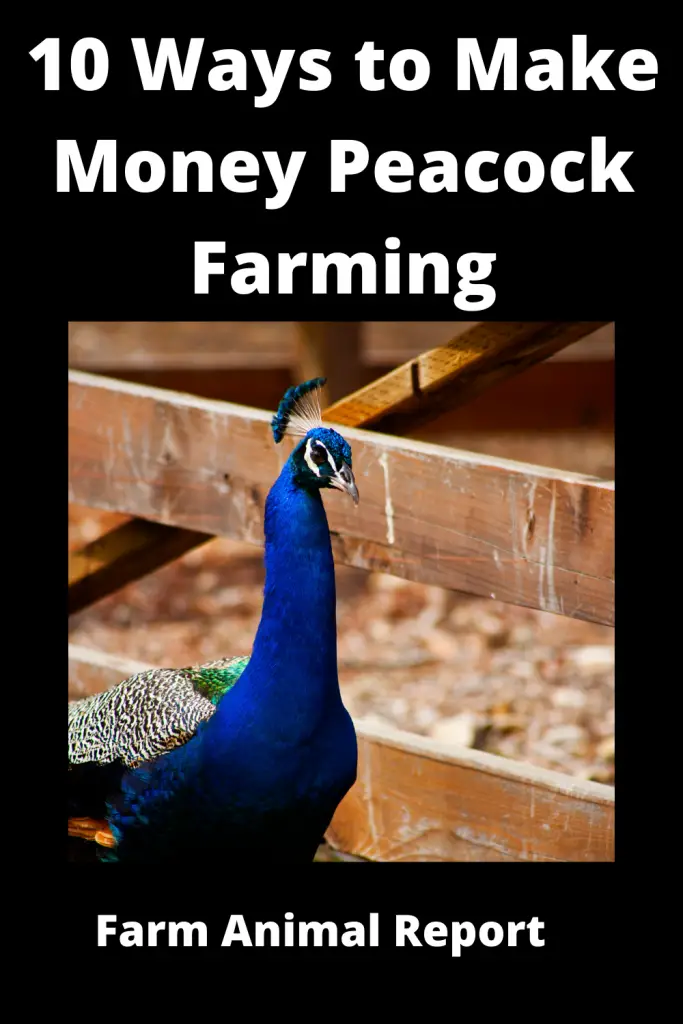 peacock farming - Peacock farming can be a profitable venture. Here are 7 ways to get started:

1. Decide what peacocks you want to raise. Peafowl come in three colors: blue, green, and white. Some breeders specialize in one or two colors.

2. Choose a suitable location for your farm. Peacocks need plenty of open space to roam and forage. They also require some shelter from the elements.

3. Build or purchase housing for your peacocks. The housing should be big enough to comfortably accommodate the number of peacocks you plan to raise. It should also have perches, as well as food and water dispensers.

4. Acquire some peacock chicks. Chicks can be purchased from hatcheries or other breeders. You can also incubate eggs yourself if you have a female peacock on your farm.

5. Raise the chicks until they are old enough to be released into the main farm area. This generally takes 4-6 weeks. During this time, provide them with a clean and warm environment, as well as plenty of food and water.

6. Release the chicks into the farm area and let them start exploring their new home! Provide them with plenty of food and water, as well as some toys or other objects to peck at and play with.

7 . Enjoy your beautiful peacocks! Be sure to take pictures and share them with friends and family members who don't have peacocks of their own!