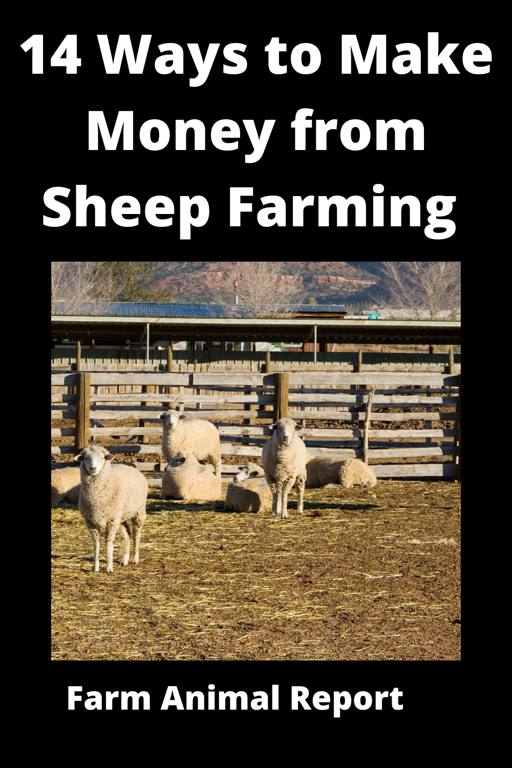 13 Ways To Make Money From Sheep Farming