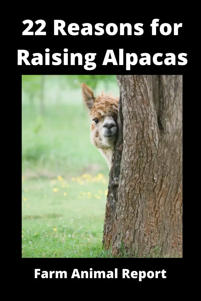 22 Reasons for Raising Alpacas **FARMING** 2