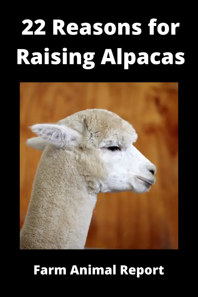 22 Reasons for Raising Alpacas **FARMING** 3