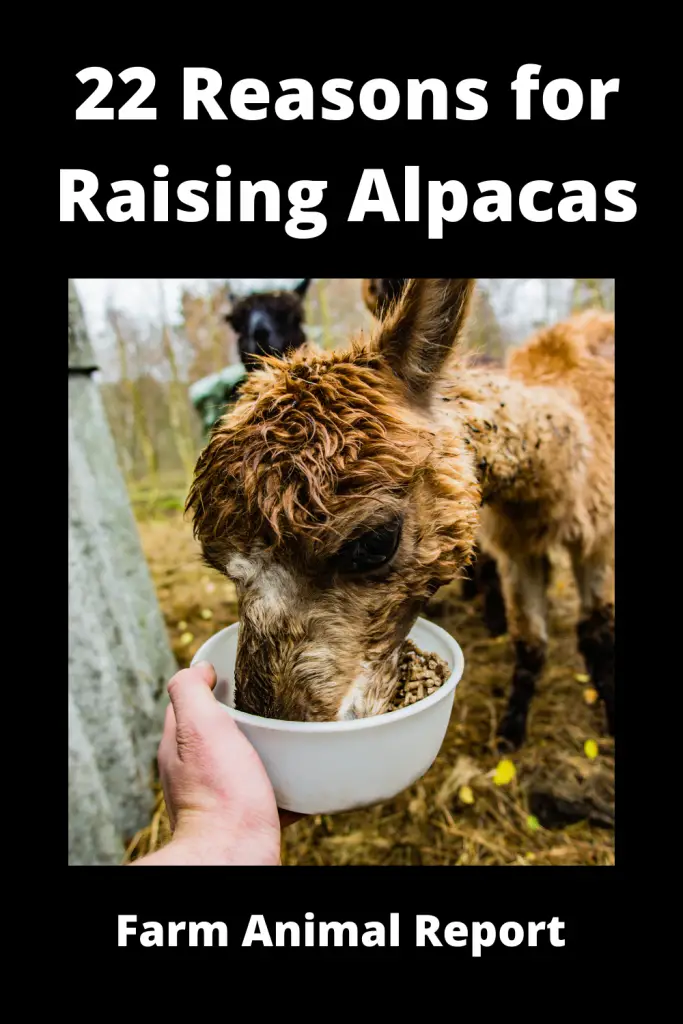 22 Reasons for Raising Alpacas **FARMING** 1