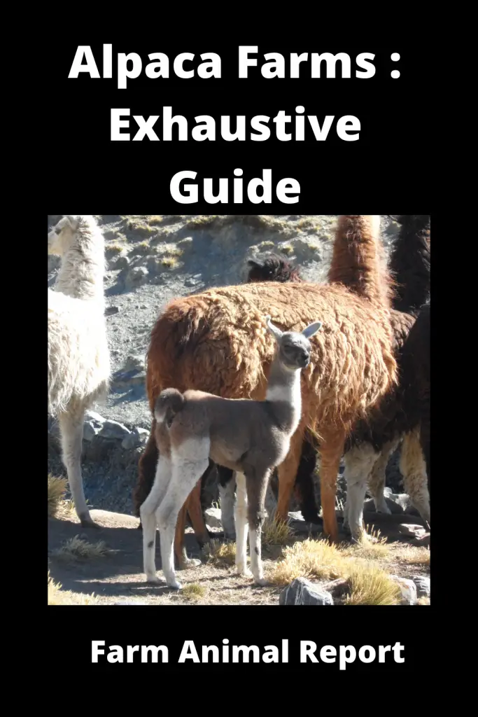 Alpaca Farms: Exhaustive Guide **FARMING** 2