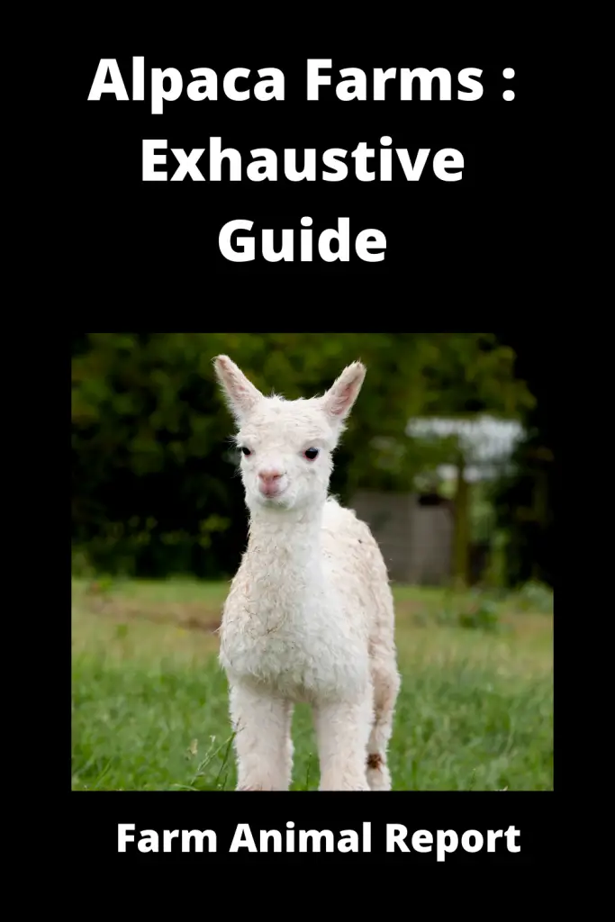 Alpaca Farms: Exhaustive Guide **FARMING** 3