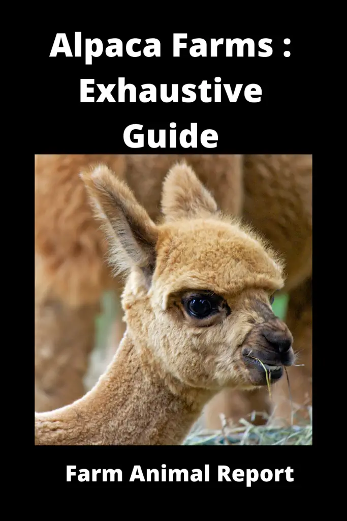 Alpaca Farms: Exhaustive Guide **FARMING** 4