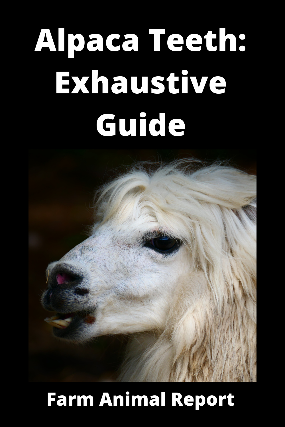 Alpaca Teeth Exhaustive Guide **SMILE**