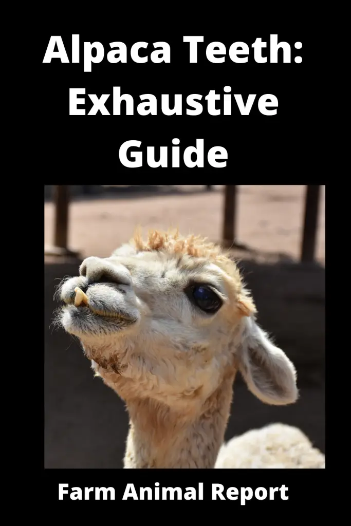 Alpaca Teeth: Exhaustive Guide **SMILE** 3