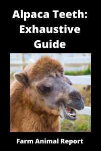 Alpaca Teeth: Exhaustive Guide **SMILE**
