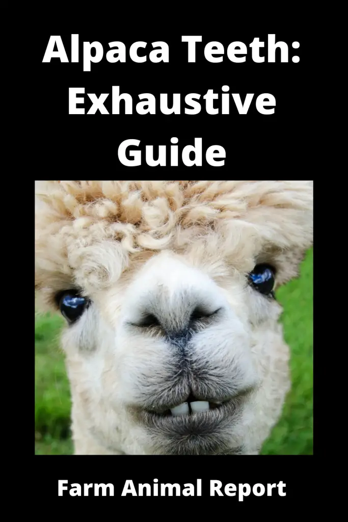 Alpaca Teeth: Exhaustive Guide **SMILE** 1