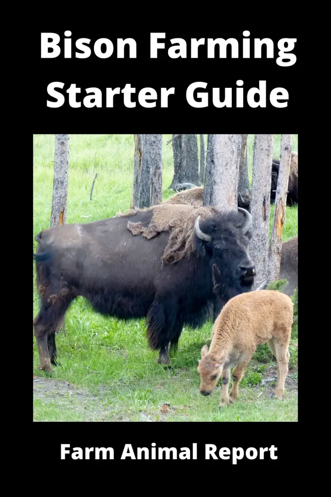 Bison Farming Starter Guide: 15 things you'll need 3