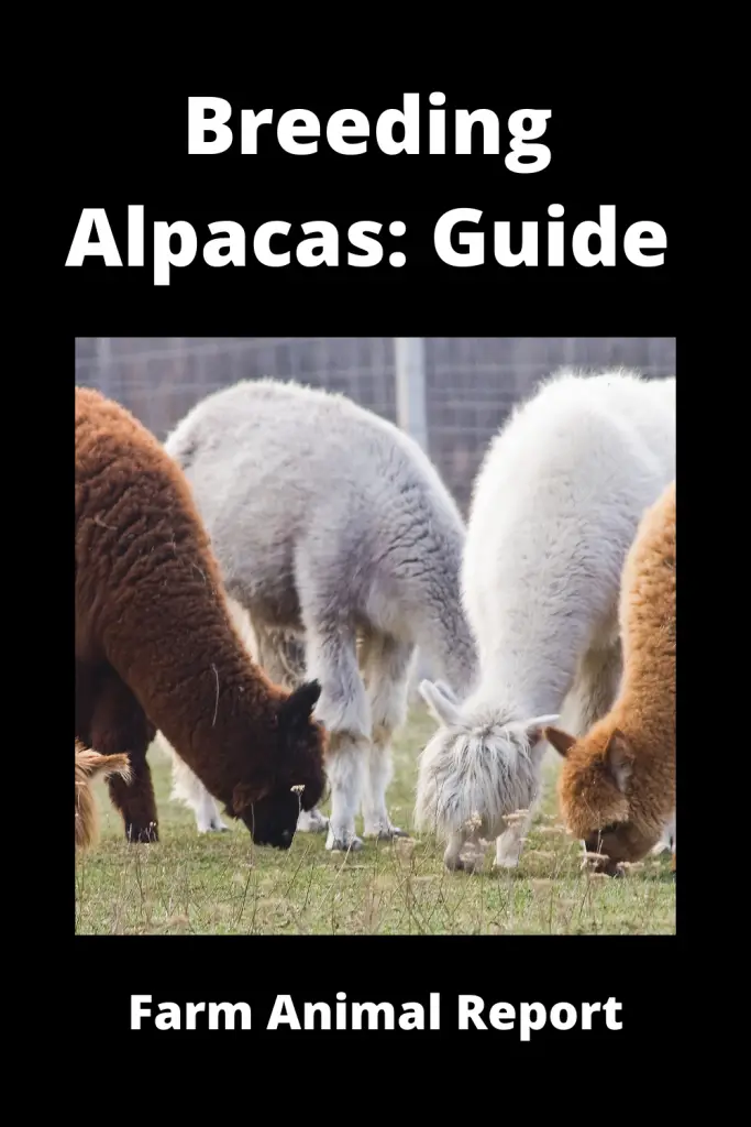 Alpaca Breeding: Exhaustive Guide **BABIES** 2