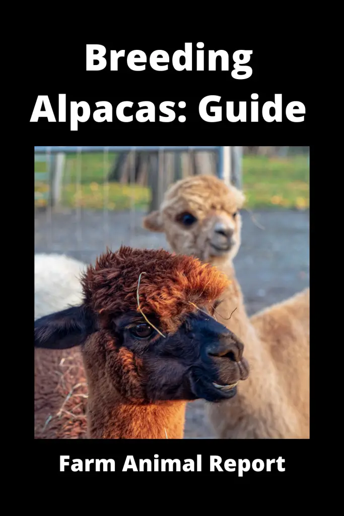 Alpaca Breeding: Exhaustive Guide **BABIES** 3