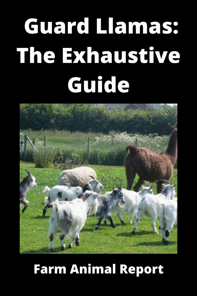 Guard Llamas: The Exhaustive Guide 2