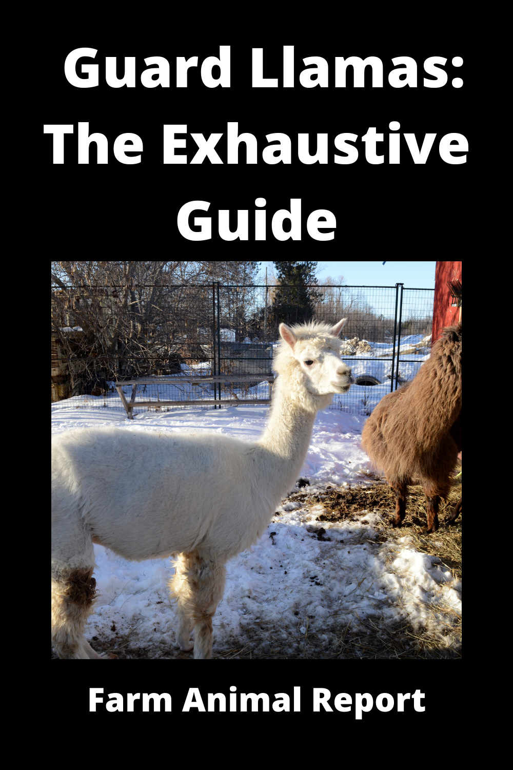 Guard Llamas The Exhaustive Guide