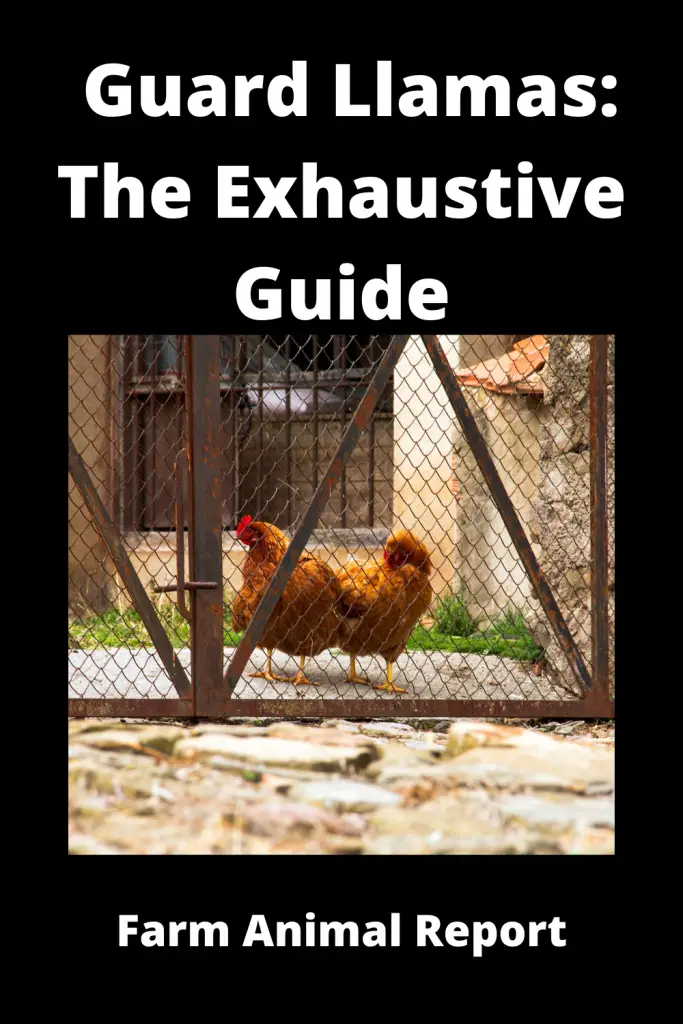 Guard Llamas: The Exhaustive Guide 3