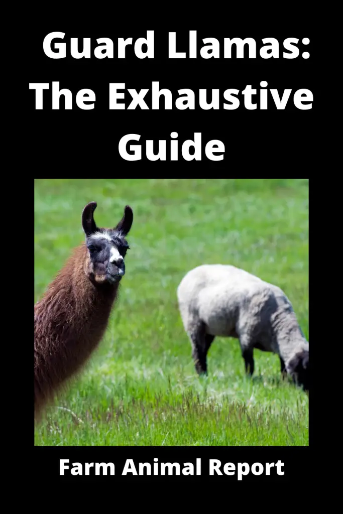 Guard Llamas: The Exhaustive Guide 1