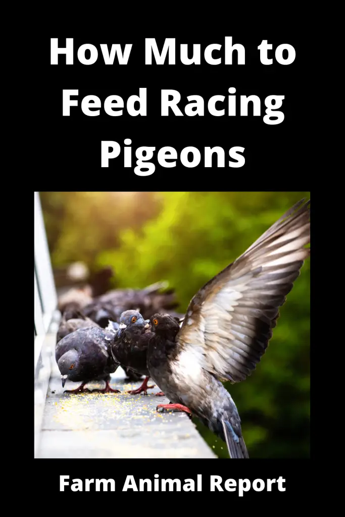 What do Racing Pigeons Eat | PDF | Before/During/After 3