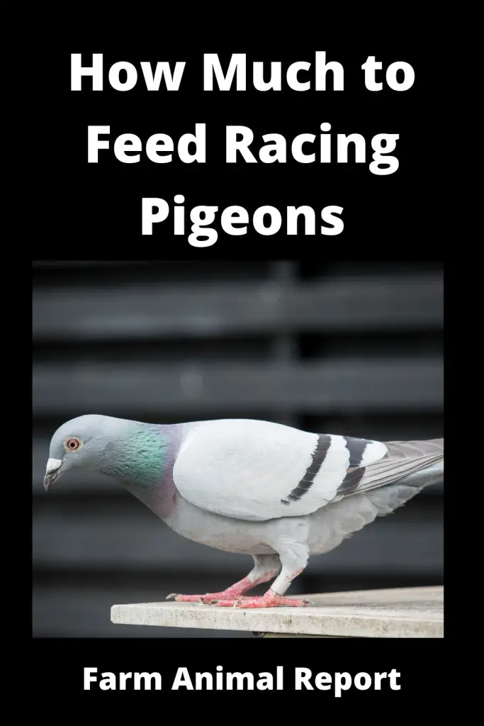 What do Racing Pigeons Eat | PDF | Before/During/After 4