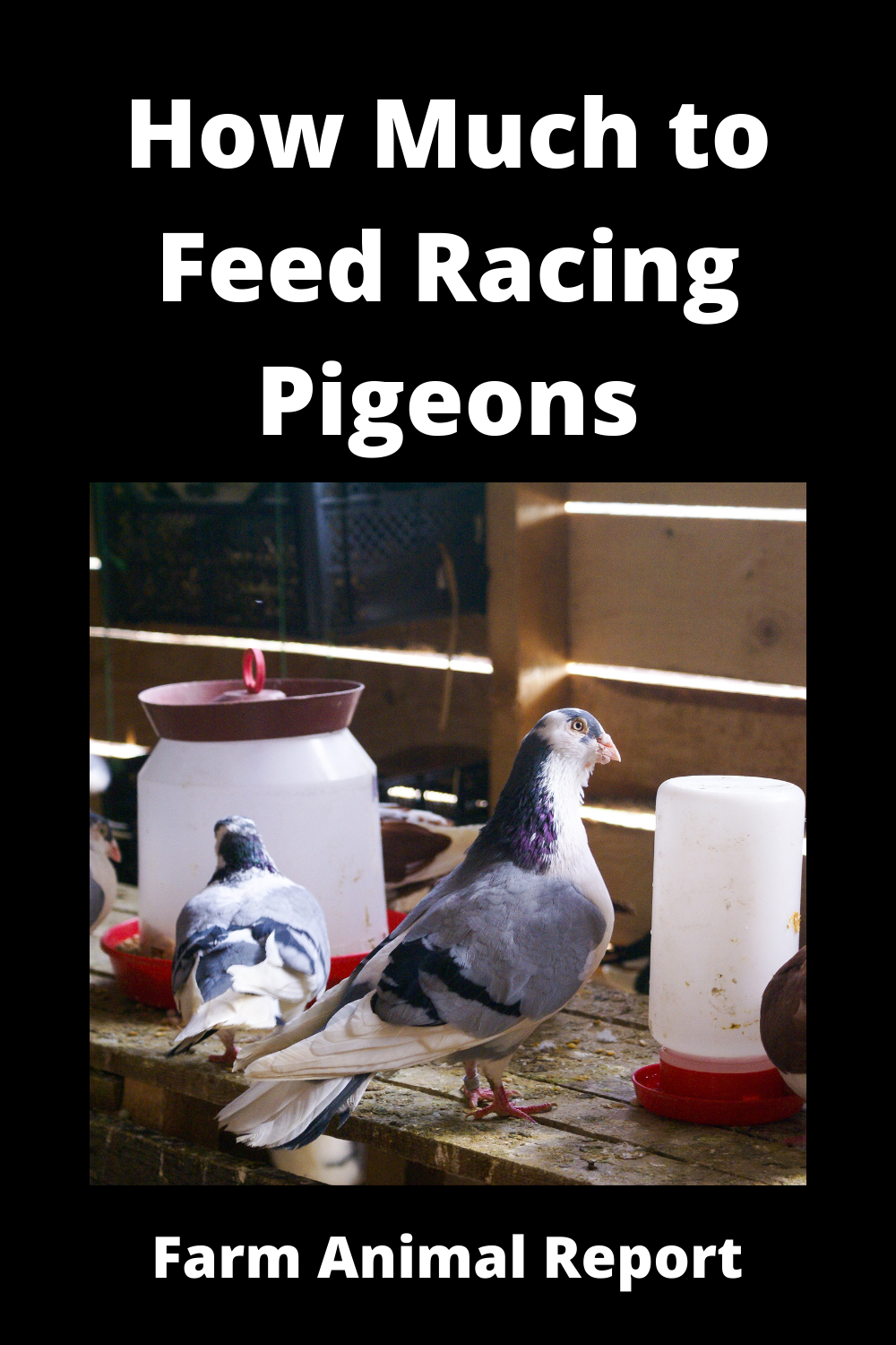 What Do Racing Pigeons Eat PDF Before/During/After