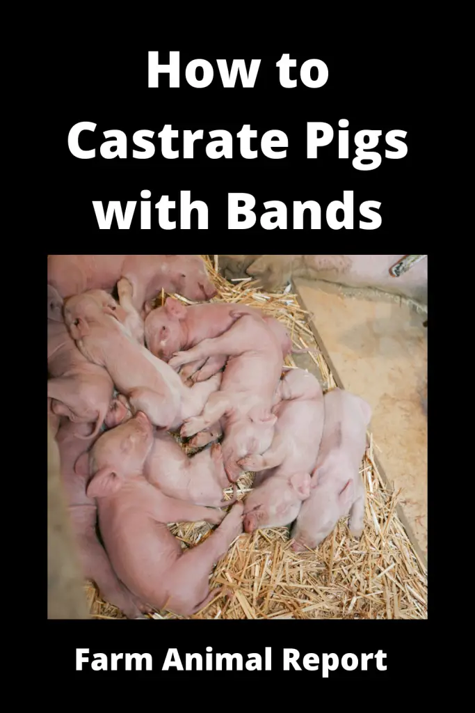 How to Castrate Pigs with Bands (With 5 Videos) 2022 4