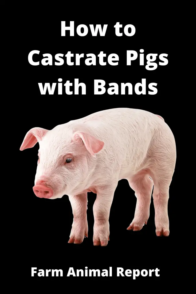 How to Castrate Pigs with Bands (With 5 Videos) 2023 1