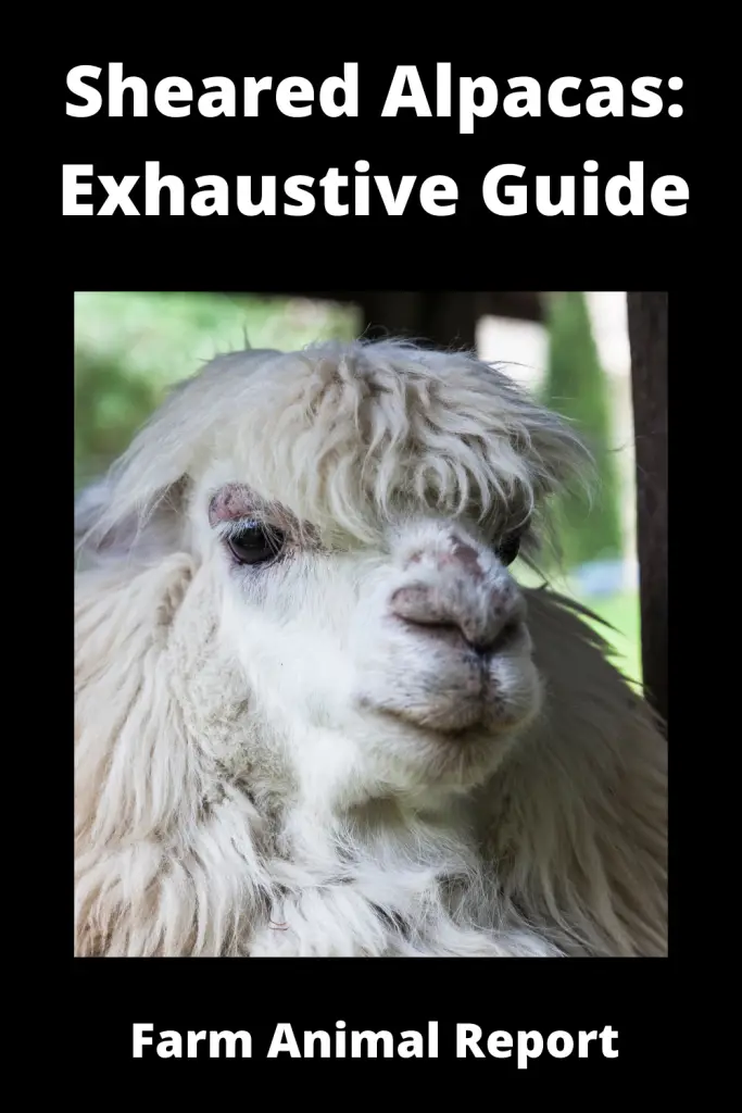Sheared Alpacas: Exhaustive Guide **HAIRCUT** 2