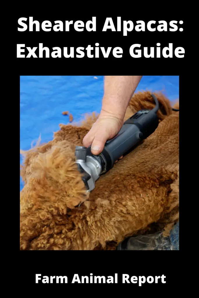 Sheared Alpacas: Exhaustive Guide **HAIRCUT** 3