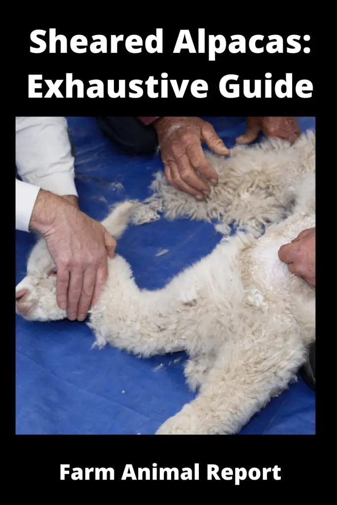 Sheared Alpacas: Exhaustive Guide **HAIRCUT** 4