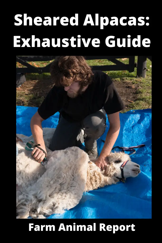 Sheared Alpacas: Exhaustive Guide **HAIRCUT** 1