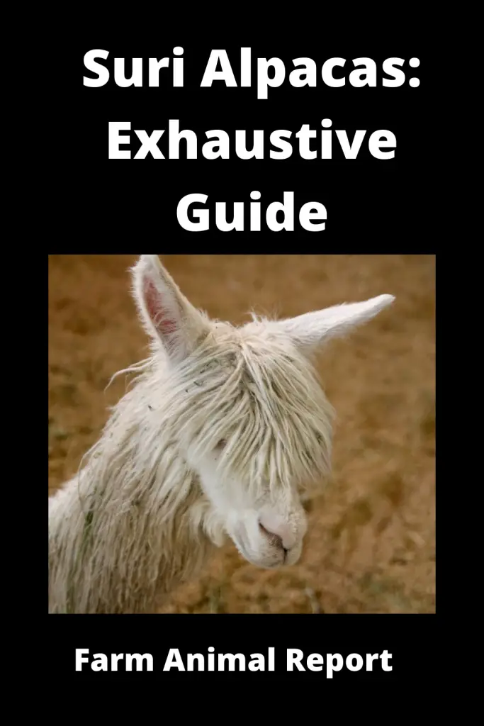 Suri Alpacas: Exhaustive Guide **SURI** 2