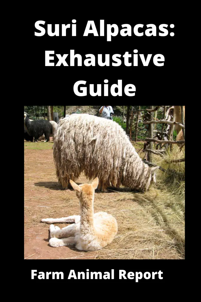 Suri Alpacas: Exhaustive Guide **SURI** 3