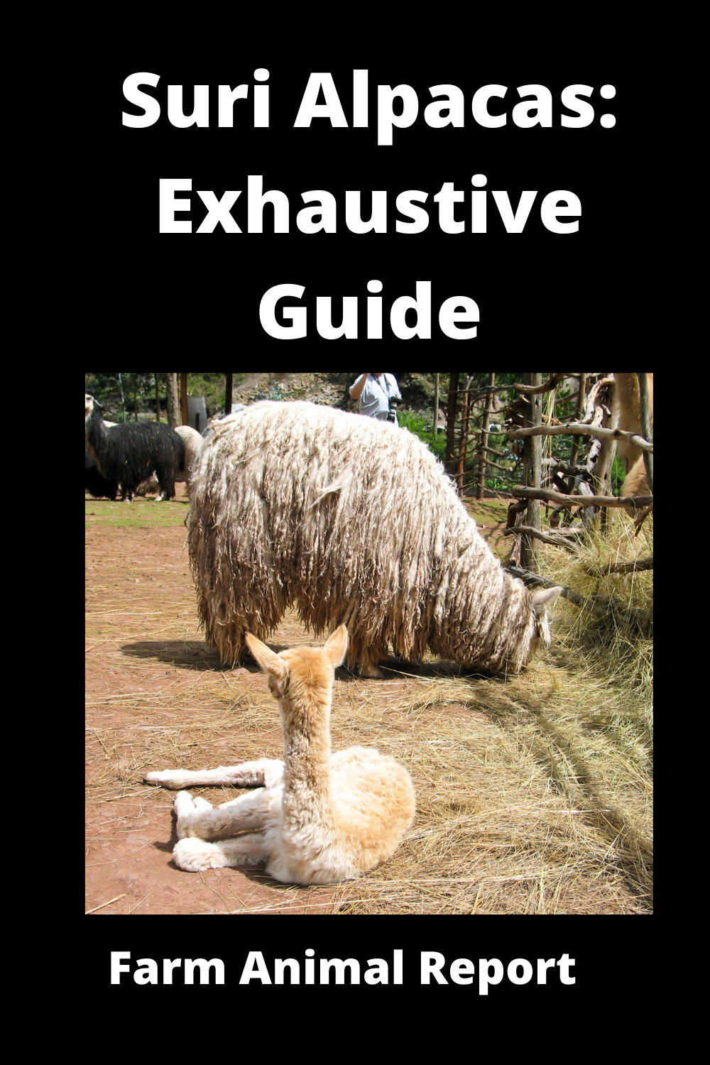 Suri Alpacas: Exhaustive Guide **SURI**