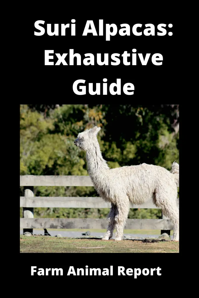 Suri Alpacas: Exhaustive Guide **SURI** 4