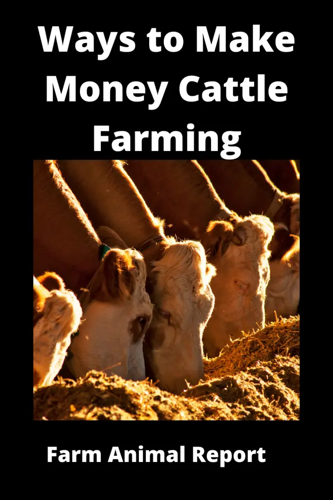 Ways to Make Money Cattle Farming. 3