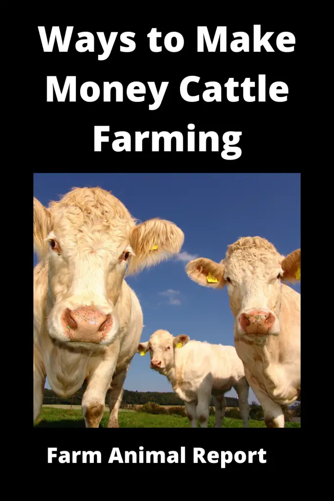 Ways to Make Money Cattle Farming. 4