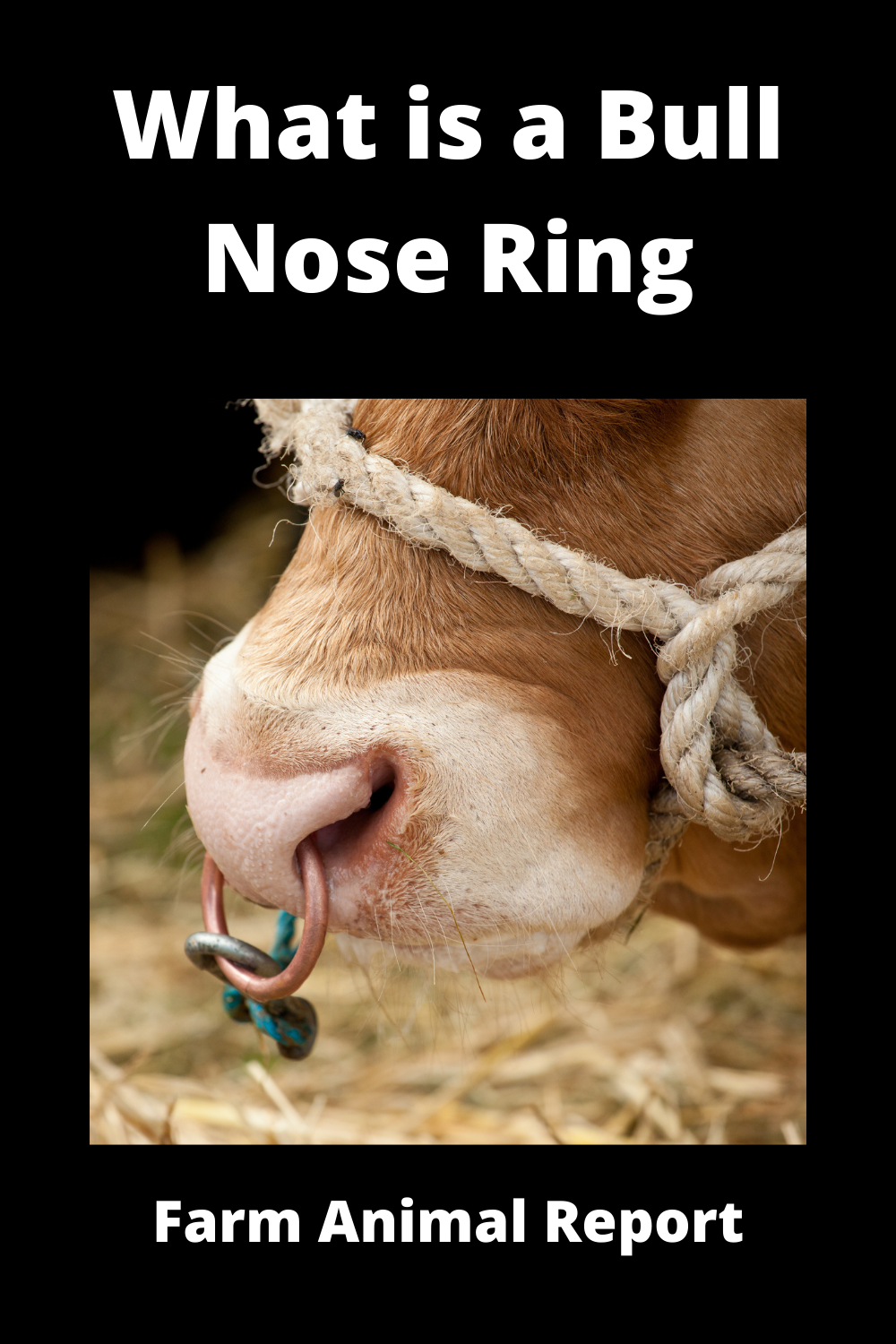 What Is A Bull Nose Ring Applicator