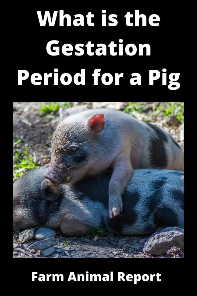 What is the Gestation Period for a Pig 2