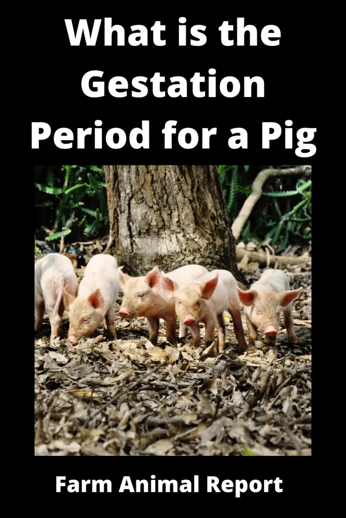 What is the Gestation Period for a Pig 1
