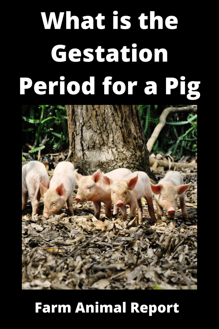 what-is-the-gestation-period-for-a-pig